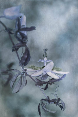 Wendi Schneider - Passion Flower II