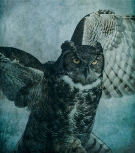 Wendi Schneider - Great Horned Owl