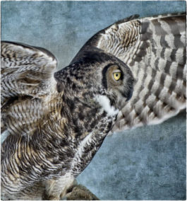 Wendi Schneider - Great Horned Owl Profile