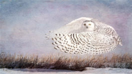 Wendi Schneider - Snowy Owl Hover