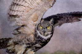 Wendi Schneider - Great Horned Owl Dusk