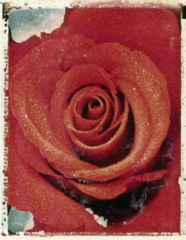 Wendi Schneider - Red Rose