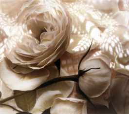 Wendi Schneider - Dappled Roses I