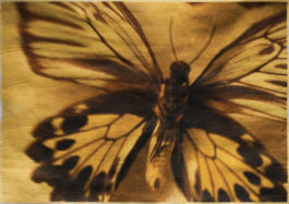 Wendi Schneider - Birdwing Butterfly
