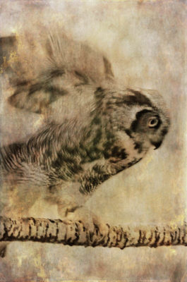 Wendi Schneider - Chimerical Owl
