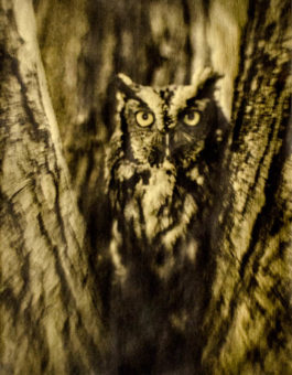 Wendi Schneider - Screech Owl (yellow gold)