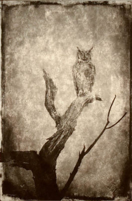 Wendi Schneider - Full Moon Owl