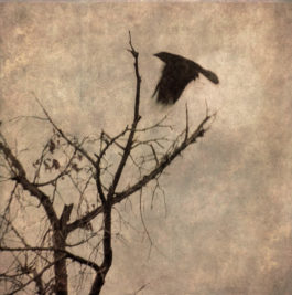 Wendi Schneider - The Crow Whisperer
