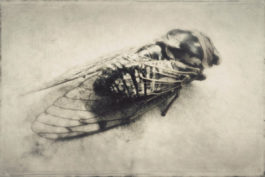 Wendi Schneider - Cicada