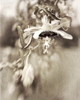 Wendi Schneider - Passion Flower