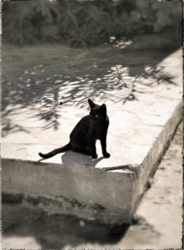 Wendi Schneider - Black Cat