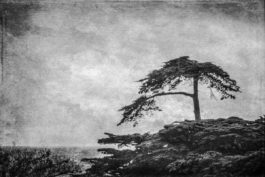 Wendi Schneider - Cypress (black and white)