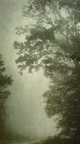 Into the Mist - Wendi Schneider